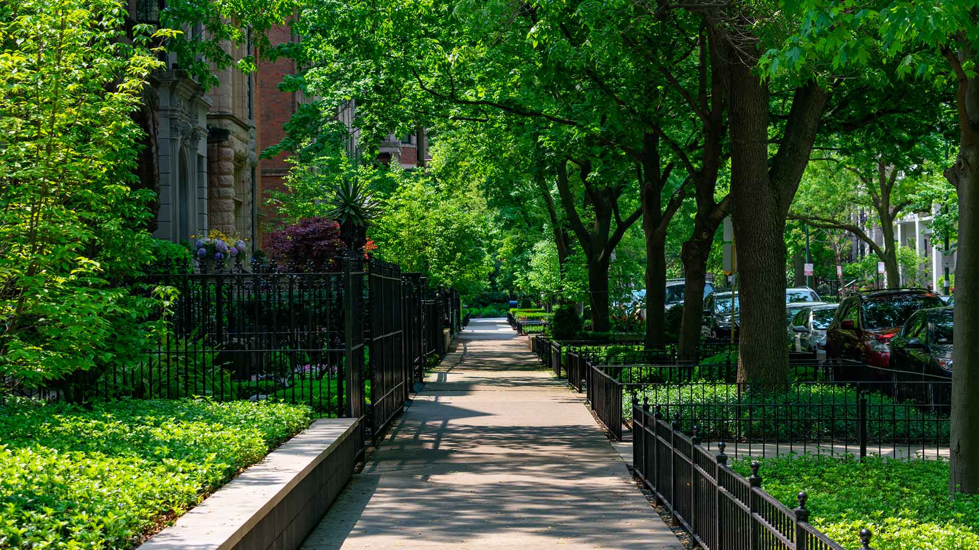 A sidewalk surrounded by green plants and trees in a residential area of the Gold Coast neighborhood of Chicago